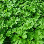 Що садити після петрушки: вона підготувала ідеальні умови для цих…