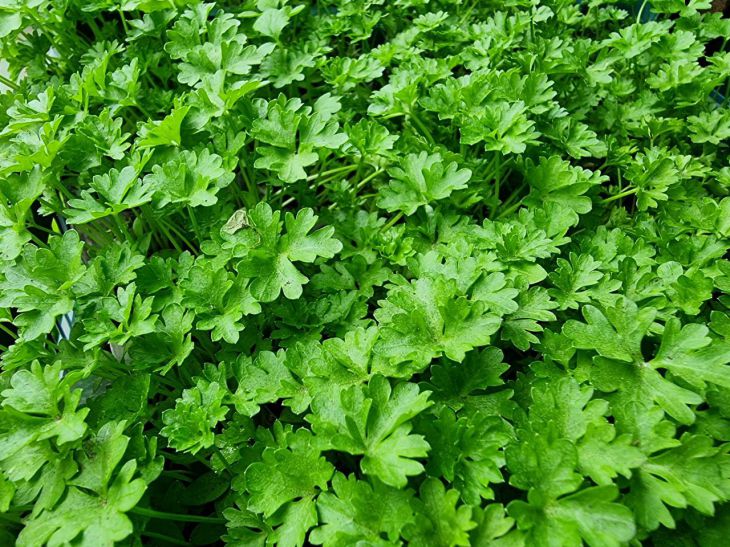 Що садити після петрушки: вона підготувала ідеальні умови для цих рослин