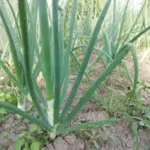 Чому не можна садити цибулю після гороху: помилки, які гублять урожай