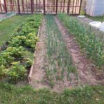 Чому важливо мульчувати грядки: забута хитрість