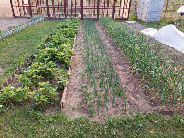 Чому важливо мульчувати грядки: забута хитрість грядка
