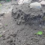 Як позбутися мурах на грядці: хитрощі, які працюють