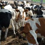 Бразилія: Телята зі зміненим геномом