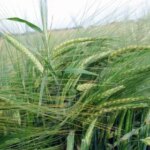 Аналіз сортового різноманіття ярого ячменю в Україні