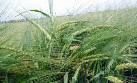 Аналіз сортового різноманіття ярого ячменю в Україні