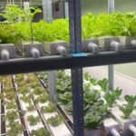 На Житомирщині відкрили першу українську гідропонну лабораторію в школі.