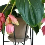 Стократ пожалкуєте про придбання цих домашніх квітів