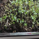 Що посіяти у січні на розсаду: які квіти та овочі