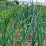 Що не можна садити поряд з цибулею: поради городників