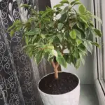 Щомісячне купання фікуса: листя без жодних проблем, а крона буяє.