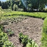 Які культури ніколи не садіть поряд: про це не розповість сусід по дачі