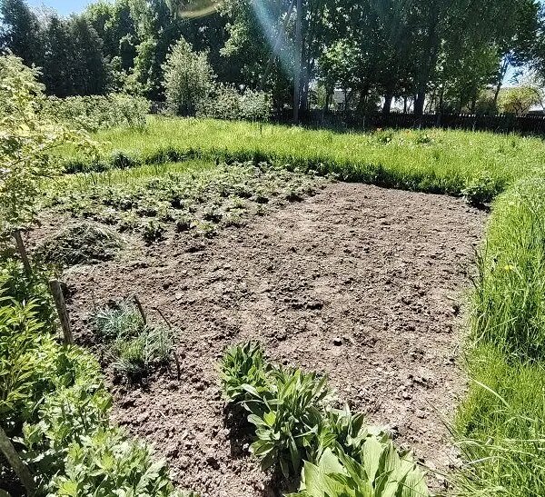 Які культури ніколи не садіть поряд: про це не розповість сусід по дачі
