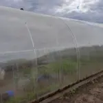 Навіщо ставити пляшки у теплицю: хитрість, яка працює завжди