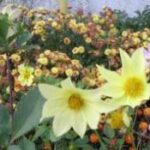 Які роботи чекають на квітникар у серпні?