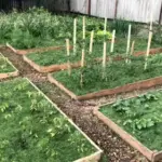 Цього літа ми сипали в грядки траву — більше так робити не будемо