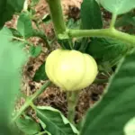 Популярний садівничий підкорм псує смак, розмір та структуру помідорів. А…