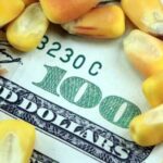 Український експорт кукурудзи: понад 7 мільйонів тонн.