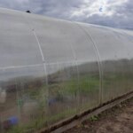 Навіщо класти бананову шкірку в теплицю: несподіваний ефект