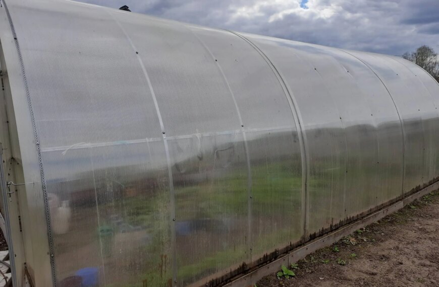 Навіщо класти бананову шкірку в теплицю: несподіваний ефект