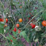 Що станеться, якщо посадити томати поруч із картоплею: дачна хитрість чи помилка