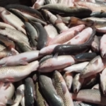 Піленгас: українські лимани стануть рушієм економіки.