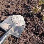 Скільки золи потрібно для грядки: цифра, яка здивує