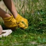 День бур'яну… святкуватимемо? 19 червня – Попільники