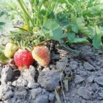 Коли варто пересаджувати полуницю: секрет урожаю
