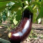 Що вибрати після баклажанів: формула відновлення грядки