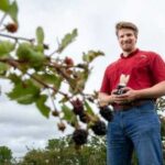 Збиральний робот – майбутнє ягідних ферм?