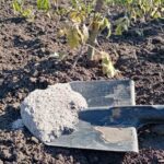 Навіщо додавати золу до грядок: несподіваний результат