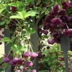 Акебія: шоколадний аромат та їстівні ласощі – омріяний трофей садівника.