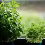 Місто стійкості: Які рослини витримають холод і темряву на вікні