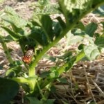 Як боротися з колорадським жуком: перевірений спосіб