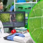 Проривна технологія Stomata In-Sight покращує урожайність та використання води у&hellip;