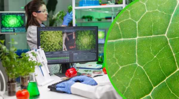Проривна технологія Stomata In-Sight покращує урожайність та використання води у рослинництві.
