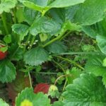 Що буде, якщо посадити часник поруч із полуницею: помилка чи секрет великого врожаю