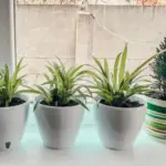 8 рослин для кухні: краса та користь в одному.