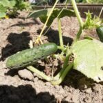 Чому не можна садити огірки після картоплі: секрет урожаю