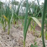 Що посадити після часнику: культури, які дадуть рекордний урожай на&hellip;