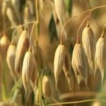 Канада вивела перші генно-модифіковані види вівса