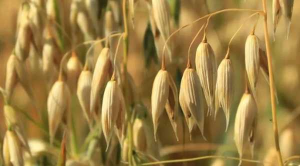 Канада вивела перші генно-модифіковані види вівса