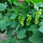 Як боротися з попелицею на смородині: перевірений спосіб