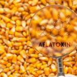 Науковці презентували спосіб дієвого виявлення мікотоксинів.