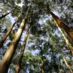 Найшвидші дерева: павловнія й тополя – лідери росту