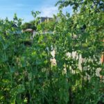 Що посадити після гороху, щоб він залишив цінну спадщину у&hellip;