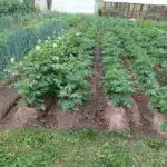 Як боротися з мурахами на грядках: перевірений спосіб