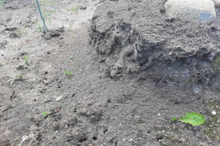 Як позбутися мурах на грядці: простий спосіб без хімії