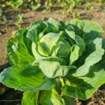 Що станеться, якщо посадити капусту поряд з томатами: помилка городника чи хитрість