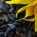 Вивіз соняшника з України: 20-річний антирекорд